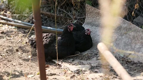 Two chickens are resting lying on the ground in the garden Stock Footage 306002107