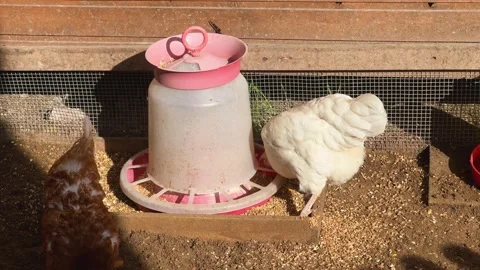 Two chickens beside a feeder in a backyard coop Video stock 342501607