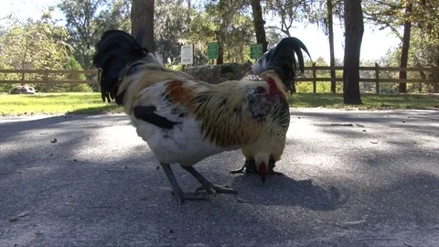 Two chickens (cocks) pecking food from the ground Stock Footage 83062634