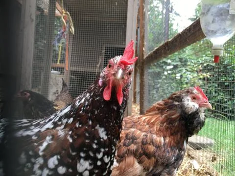 Two Chickens in Coop Stock Photos