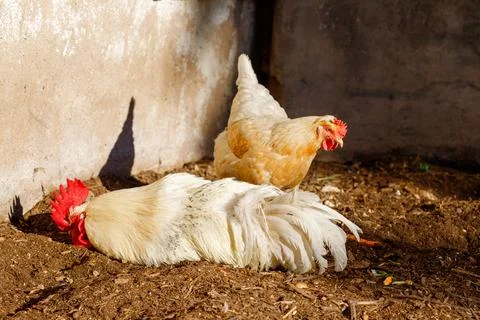 Two Chickens in Dirt Enclosure Stock Photos