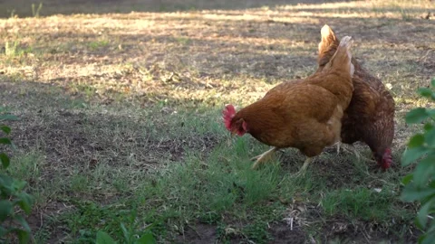 Two chickens eating Vidéo 142543000