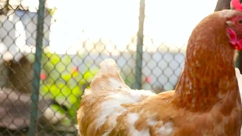 Two chickens on the farm Stock Footage 80264741