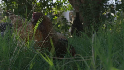 Two Chickens Feeding in the Grass on a Farm Stock Footage 208756477