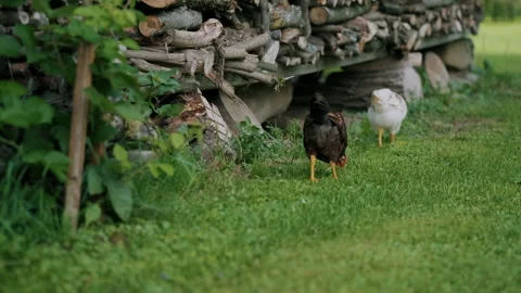 Two chickens feeding on the grass Video stock 130383984
