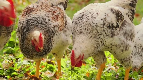Two chickens feeding together with synchronized pecking motion, parallel head Stock-Footage 334098351