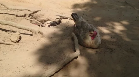 Two Chickens Stock Footage 66427956