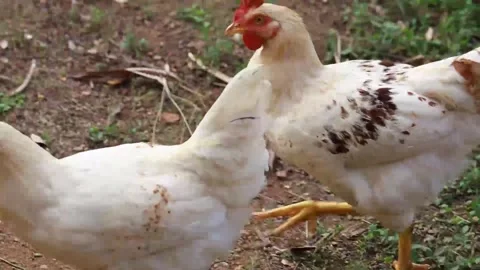 Two chickens Stock Footage 279829198