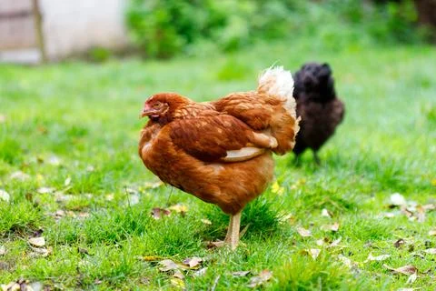 Two Chickens in Grass Stock Photos
