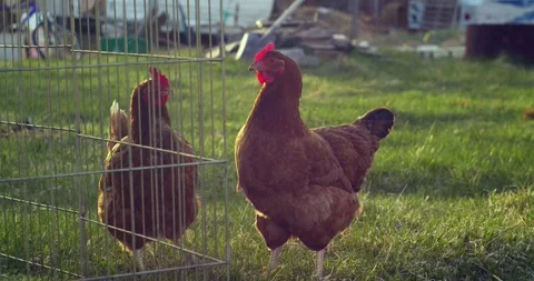 Two chickens grooming each other Stock Footage 248020252