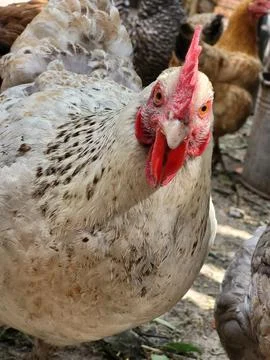 Two chickens looking at the camera close-up on a farm Stock Photos