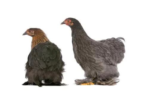 Two chickens Foto stock