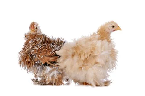 Two chickens Stock Photos