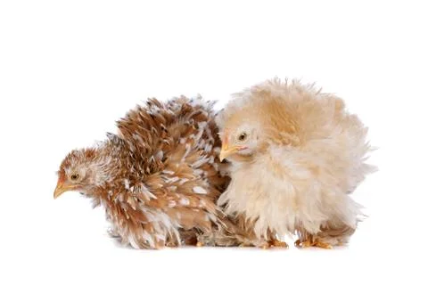 Two chickens Stock Photos