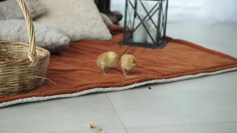 Two chickens in a photo studio Stock Footage 274541348