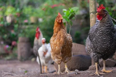 Two chickens standing side by side in rustic backyard farm environment Stock-Fotos