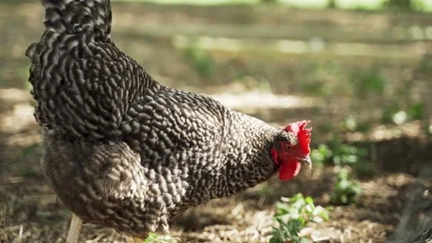 Two Chickens Walking and Scratching Around for Bugs Video stock 136137172