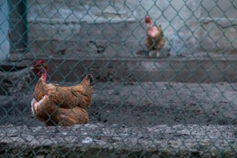Two chickens walking behind the net on the backyard Stock Photos