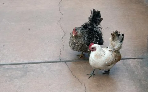 Two chickens walking on sidewalk Stock Photos