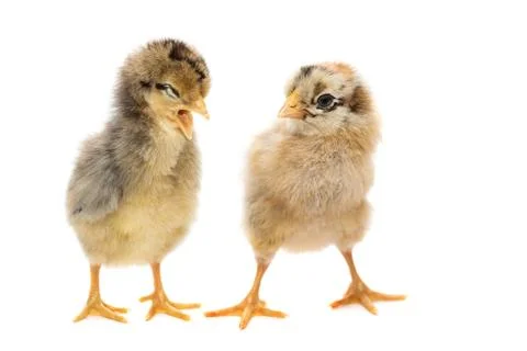 Two chickens on white background Stock Photos