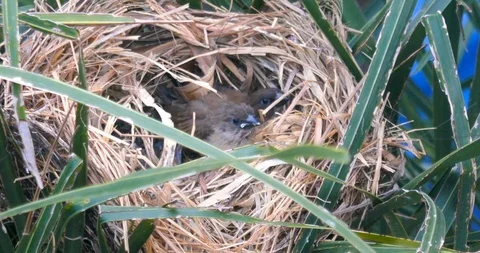 Two chicks are sitting in the nest and waiting for their parents Stock Footage 116914725