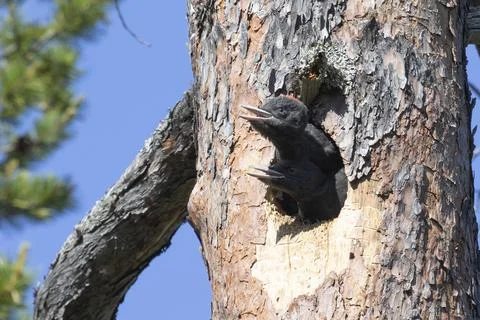 Two chicks of a black woodpecker peek out from a hollow Fotos Stock