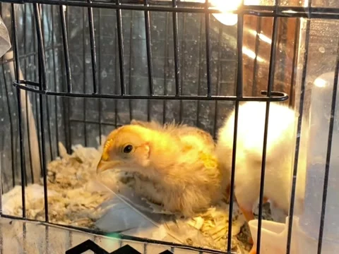 Two chicks in the cage Stock Footage 319457351