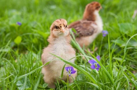 Two chicks exploring grass in the spring Stock Photos
