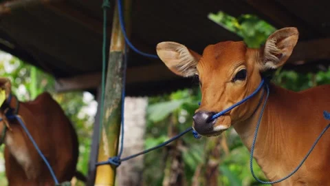 Two chicks on a farm look into the frame, cows lick their leather nose, look Видео 256060747