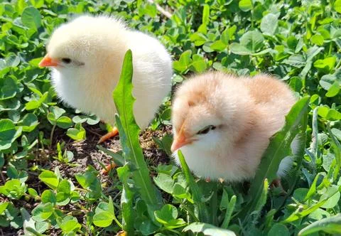 Two chicks in the grass Fotos de archivo