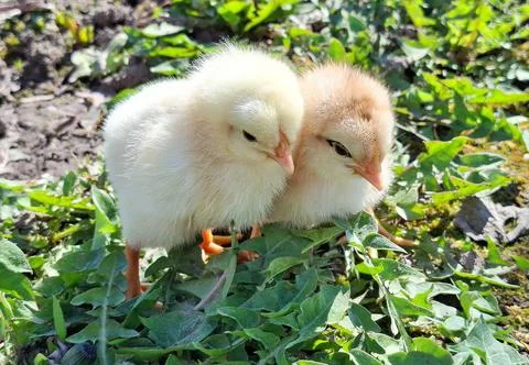 Two chicks in the grass Фото