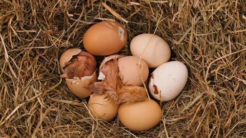 Two chicks hatching from the eggs in a hay nest 動画素材 107853528