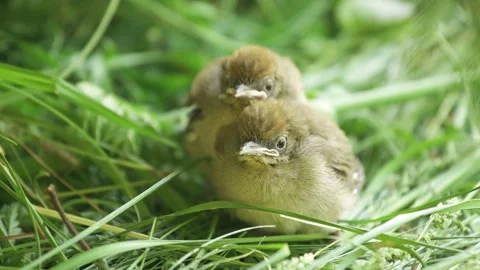 Two chicks that have fallen out of the nest and are standing side by side. The Stock Footage 250265490