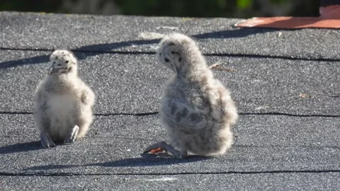Two chicks herring gull (Larus argentatus) walking on the roof of the house.  Stock-Footage 210511068