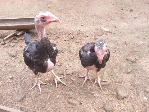 	Two chicks looking for food Stock Photos