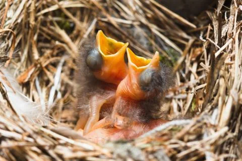 Two chicks in the nest Stock Photos