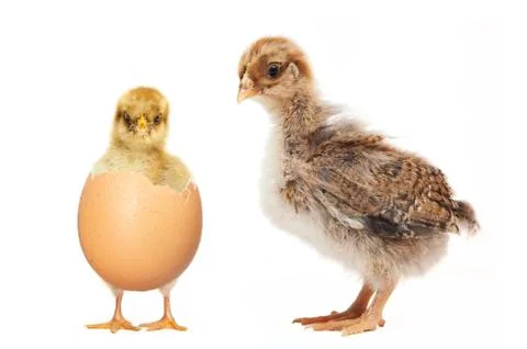 Two chicks Stock Photos