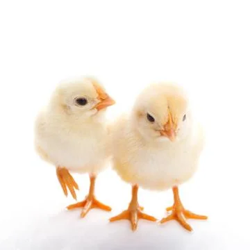 Two chicks Stock Photos