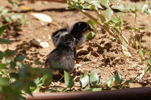 Two chicks Stock Photos