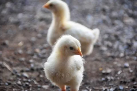 Two Chicks Stock Photos