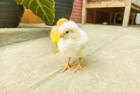 Two chicks Stock Photos