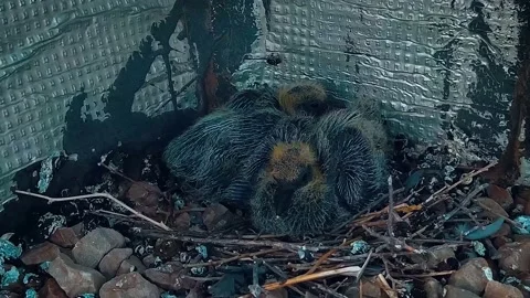 Two chicks of pigeons sitting in their nest on top of a building with zoom in Stockbeeldmateriaal 158459064
