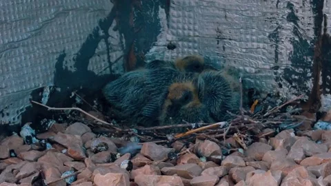 Two chicks of pigeons sitting in their nest on top of a building Stockbeeldmateriaal 158459363