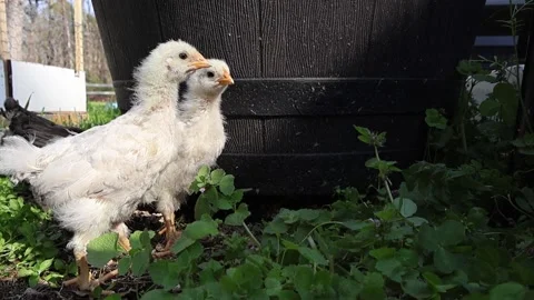 Two Chicks in Slow Motion Stock Footage 274177369