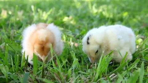 Two chicks walking on the grass Video stock 69088798