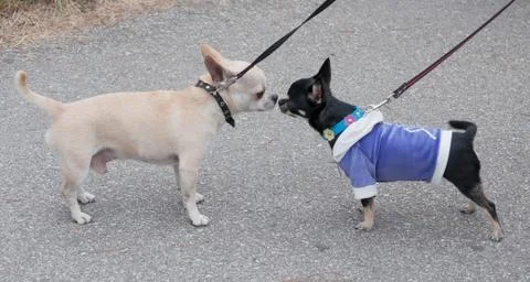 Two chihuahua on leashes Stock Photos
