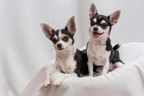 Two Chihuahua sisters posing in the studio Stock Photos