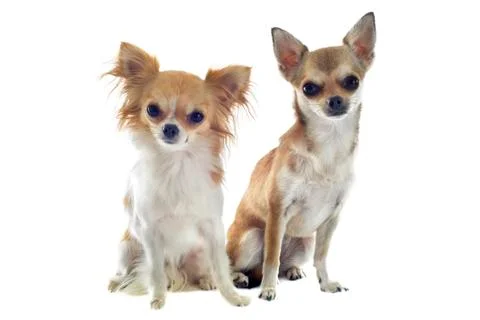 Two chihuahuas Stock Photos