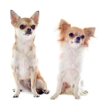 Two chihuahuas Stock Photos