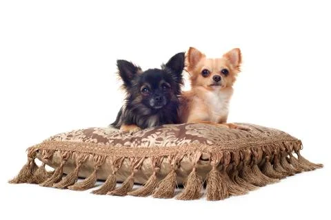 Two chihuahuas Stock Photos